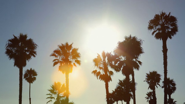 日落时分的棕榈树视频素材