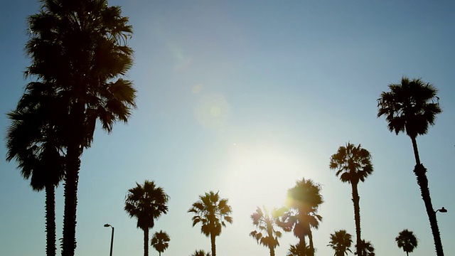 日落时分的棕榈树视频素材
