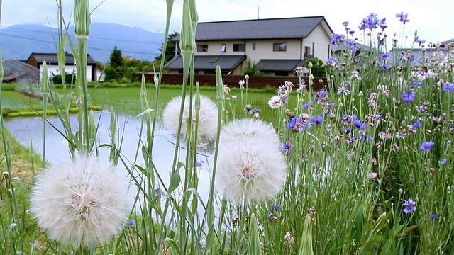 花和稻田的背景视频素材