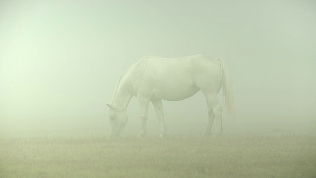 白马在晨雾中视频素材