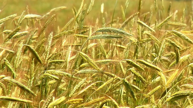 黑麦领域视频素材