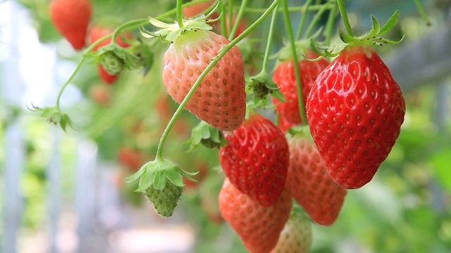 种植园里的草莓视频素材