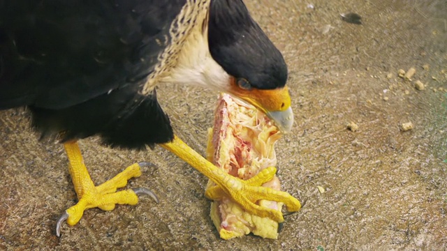 卡拉卡拉鸟吃鸡(高清)视频下载