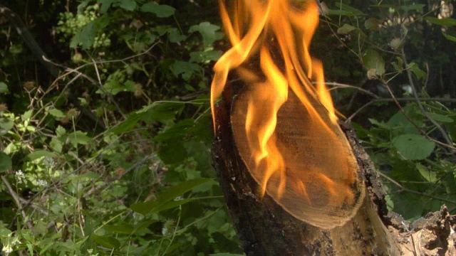 火在森林视频下载