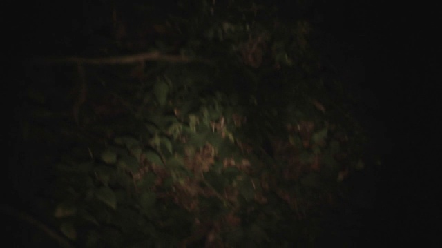 晚上的树林视频素材