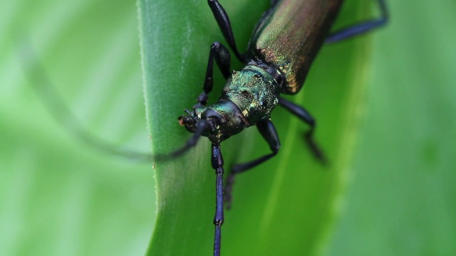 长角甲虫视频素材
