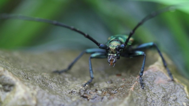 长角甲虫视频素材