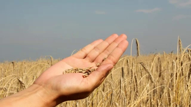 用手把小麦从谷壳中分离出来视频素材