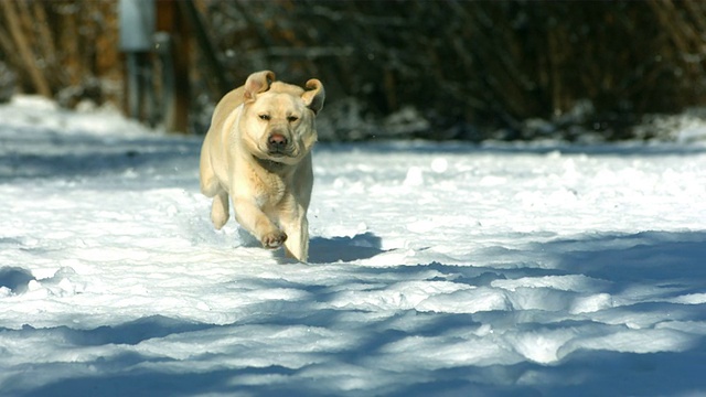 狗在雪中奔跑，慢动作视频素材