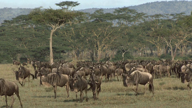 一群角马在塞伦盖蒂迁徙视频素材