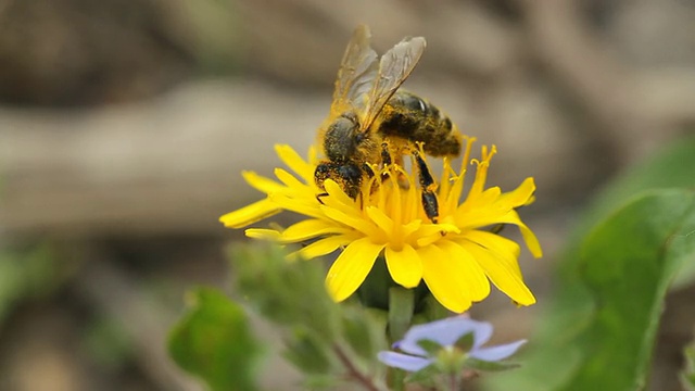 蜜蜂采集花蜜视频素材