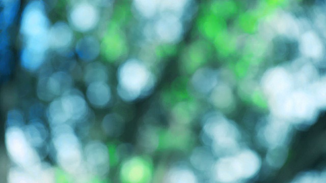 蓝天碧水，绿叶疏枝视频素材