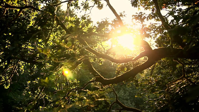 手持式阳光透过树木视频素材