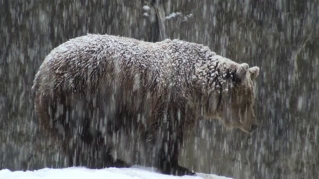 雪地里的棕熊视频素材