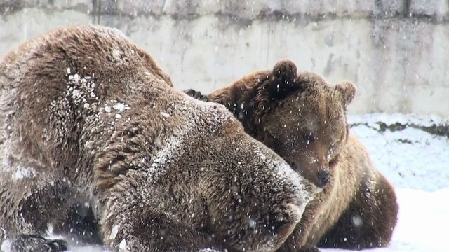 棕熊在雪地里打斗视频素材
