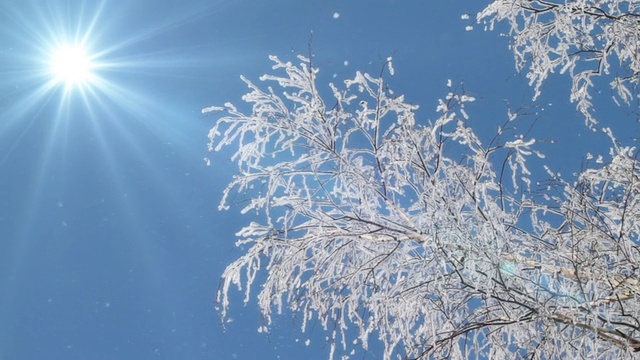 白雪覆盖的树枝映衬着晴朗的天空。视频素材