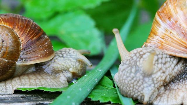 蜗牛吃草视频素材