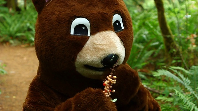 熊在大自然中吃浆果视频下载
