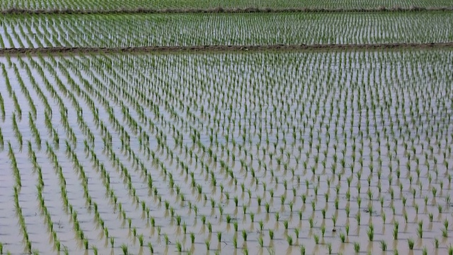 新种植稻田视频素材