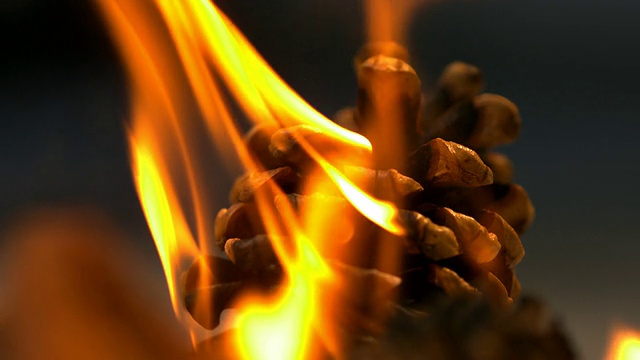 火中的干枯植物，慢镜头视频下载