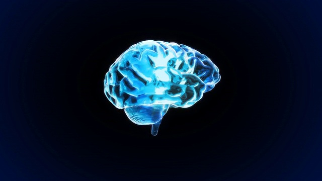 x光大脑三维视频下载