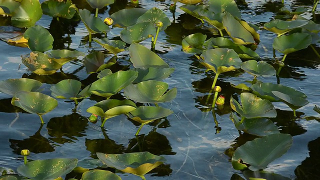 沼泽中的睡莲视频素材
