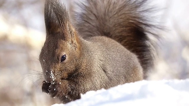 北海道松鼠在吃食物视频素材