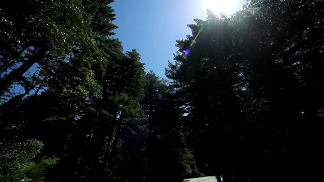 在巨大的红杉树之间的视点驾驶视频素材