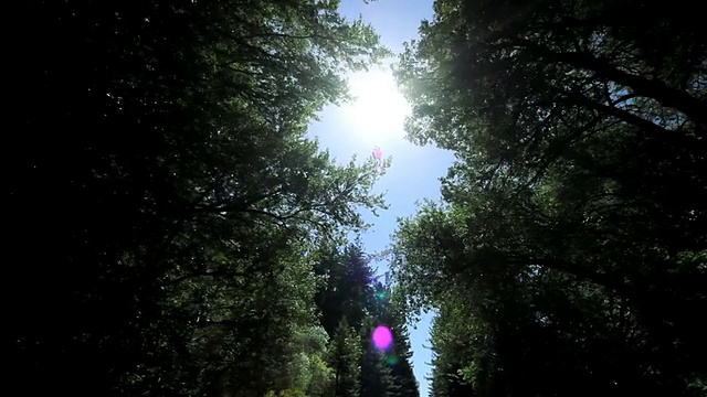 观点驾驶通过森林的红木树视频素材