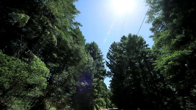 延时P.O.V.驾驶红杉树森林视频素材