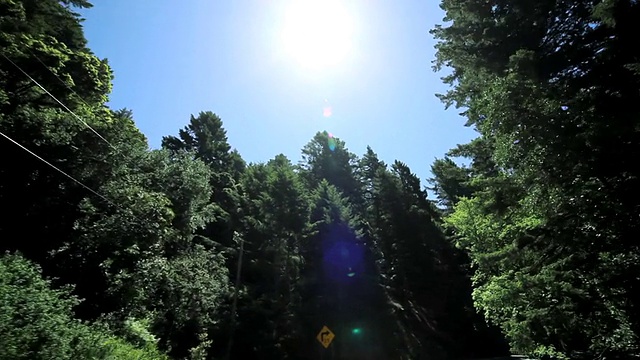 在巨大的红杉树之间的视点驾驶视频素材