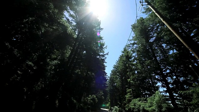 在巨大的红杉树旁驾驶的观点视频素材