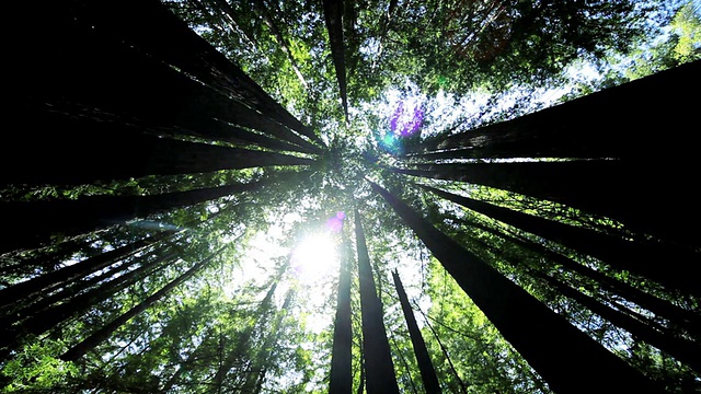 高角度的观点通过巨大的红杉树视频素材