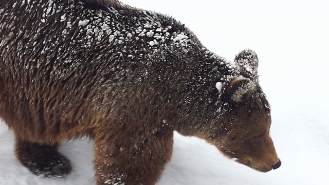 棕熊在雪中行走视频素材