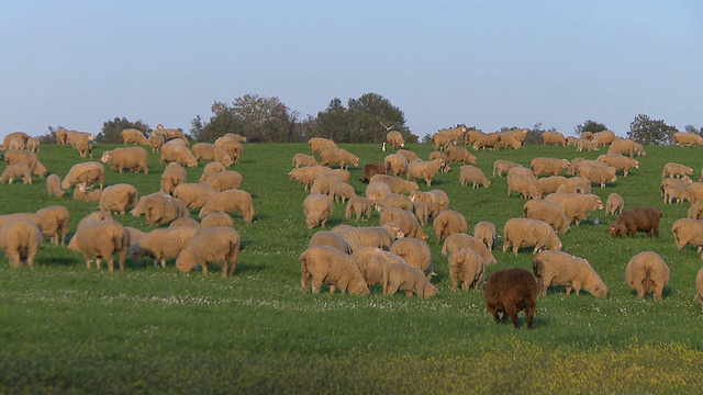 羊在绿色的田野里吃草视频素材