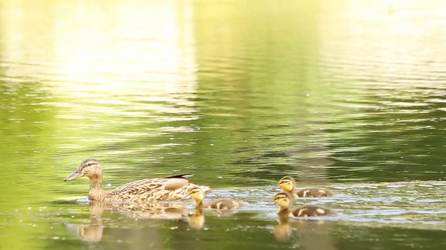 湖上的鸭子和她的小鸭子们视频素材