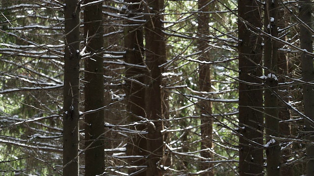 在阳光明媚的冬日，云杉的树干视频素材