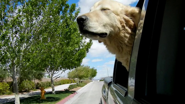 狗在车里向外看视频素材