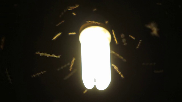 昆虫在球茎周围飞舞视频下载