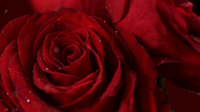 红玫瑰，慢镜头视频下载