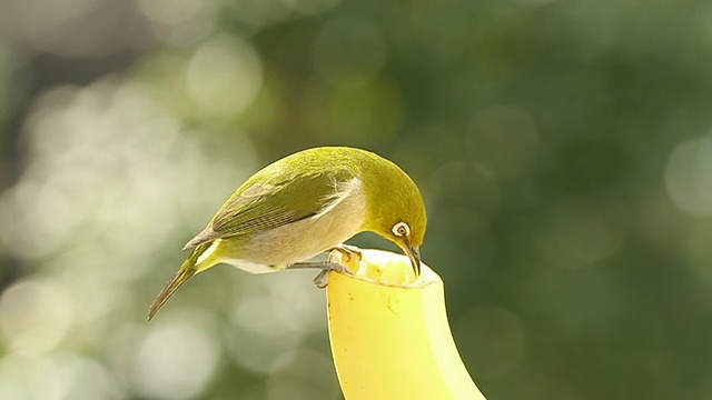 吃香蕉的日本白眼动物视频下载