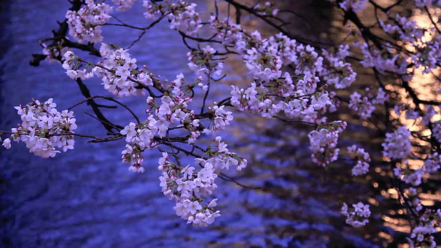晚上。京都盛开的樱花。视频素材