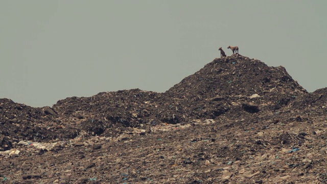 印度垃圾场的流浪狗。视频素材