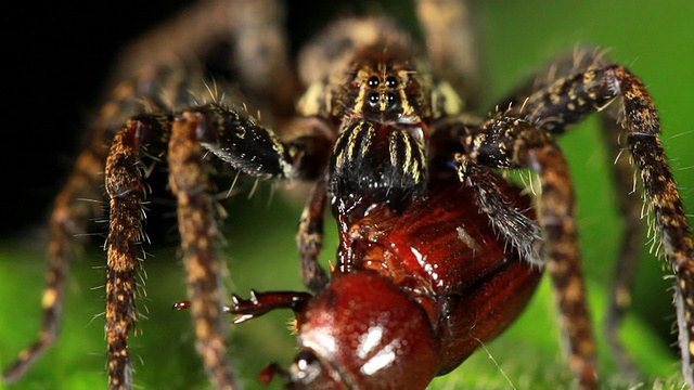 正在捕食甲虫的流浪蜘蛛(Ctenidae科)视频素材