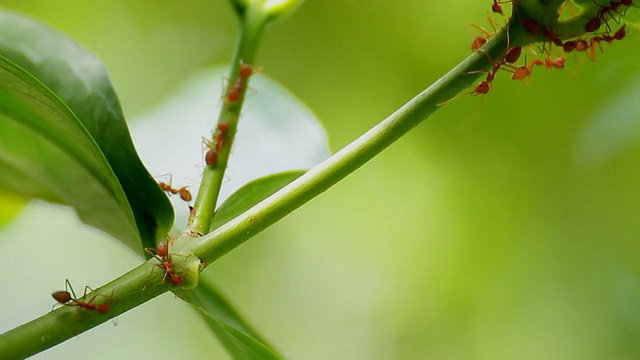蚂蚁在树上行走视频素材