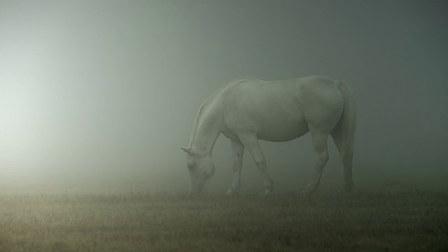 马在雾中视频素材