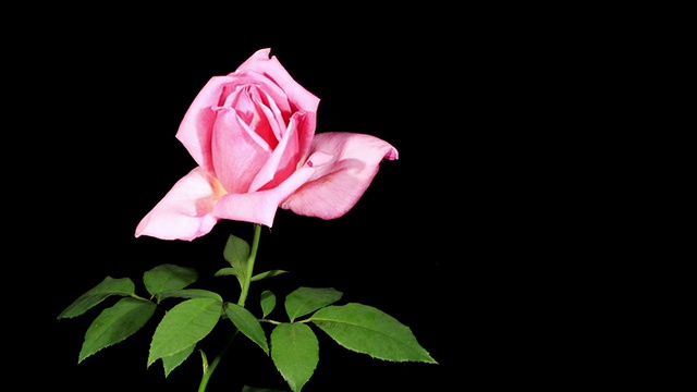盛开的粉红玫瑰视频素材
