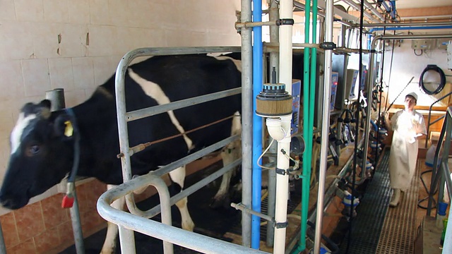 在农场挤牛奶视频素材