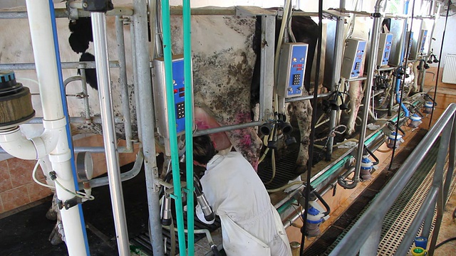 在农场挤牛奶视频素材