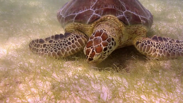 赤蠵龟在水下视频下载